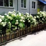 hortensie Garden (39 poze) instrucțiuni video de îngrijire cu mâinile lor, cum să se uite, vederi, fotografii