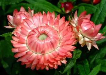 Kerti virág Helichrysum