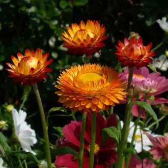 Цветна градина Helichrysum