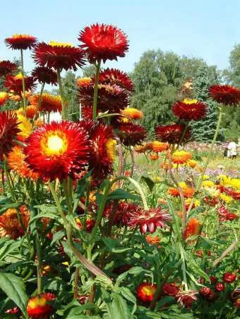 Grădină de flori Helichrysum