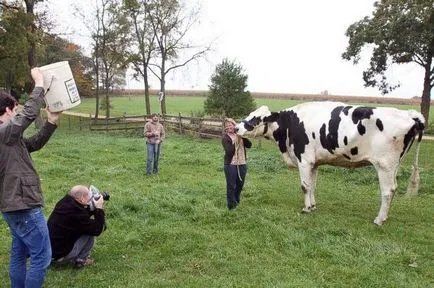 Cea mai mare vaca din lume, cât de mult în greutate, fotografie