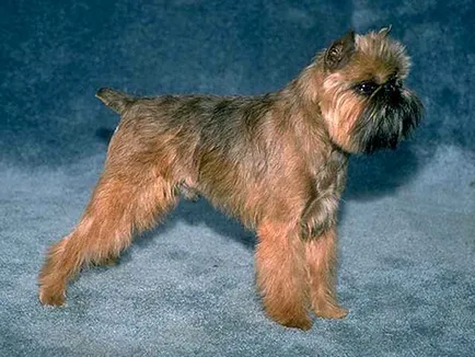 A legkisebb kutyafajta, a felső világranglista