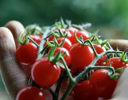 tomate Gradinarit