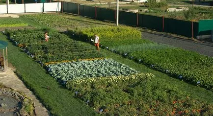 Növénynemesítési és Seed Center „Rosztov”, a burgonya és a zöldségfélék