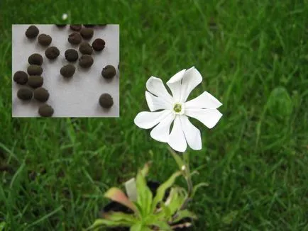 Семената на африканската мечта корен (Silene capensis), една мечта, ясен сънувам - теорията