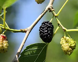 Mulberry gyógyszer tulajdonságait és ellenjavallatok