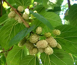 Mulberry gyógyszer tulajdonságait és ellenjavallatok