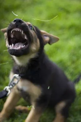 Puppy ухапване ръката и щракне зъбите си като крокодил, училище по приложна етологията