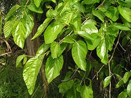 Mulberry gyógyszer tulajdonságait és ellenjavallatok