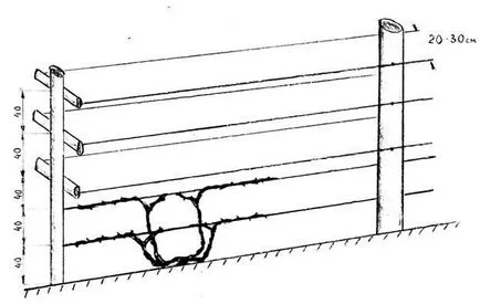 Trellis за грозде