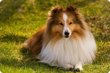 Sheltie, sheltie kutyák fotók