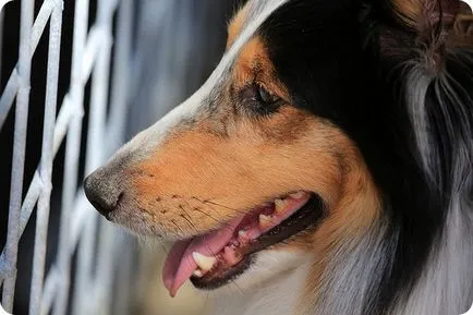 Sheltie, sheltie kutyák fotók