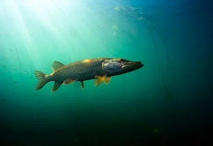 Pike júniusában egy fonás - parkolók és a fogási kapacitás csali