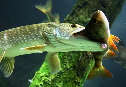 Pike júniusában egy fonás - parkolók és a fogási kapacitás csali