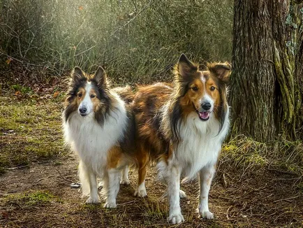 Sheltie (shetlandi juhászkutya), fotók és videók, fajta leírását, árát