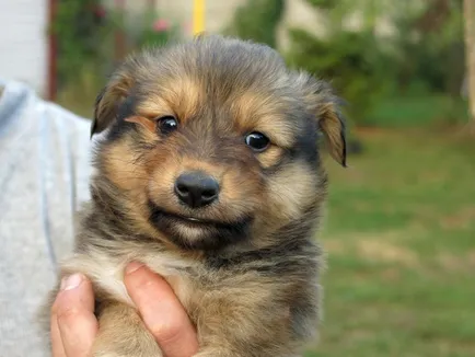 Sheltie (shetlandi juhászkutya), fotók és videók, fajta leírását, árát