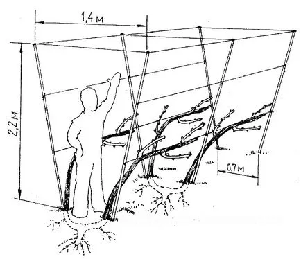 Trellis за грозде