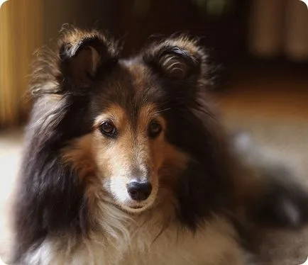 Sheltie, sheltie kutyák fotók