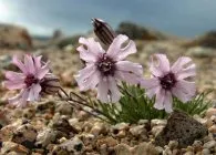 specii de Silene cu fotografie interesantă, cultivare, reproducere