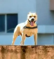 Parkour câine