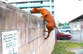 Parkour câine