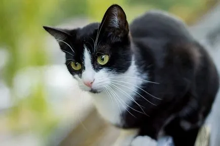 Sistemul detectează pisici (văz, miros, auz, atingere si echilibru), patru picioare