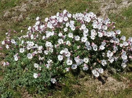 Silene fajok érdekes képek, termesztés, tenyésztés