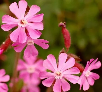 Silene fajok érdekes képek, termesztés, tenyésztés