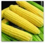 разновидности на царевицата