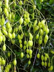 Sophora japonica de îngrijire, fotografie, reproducere