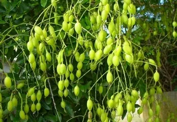 Sophora japonica de îngrijire, fotografie, reproducere