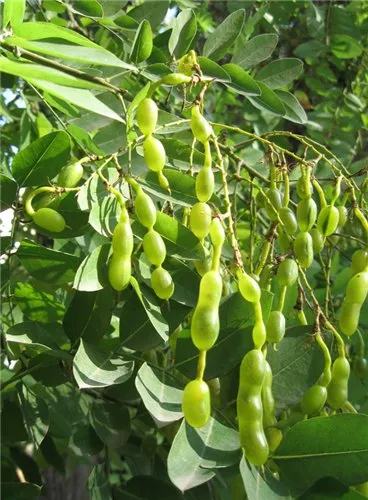 Sophora japonica de îngrijire, fotografie, reproducere