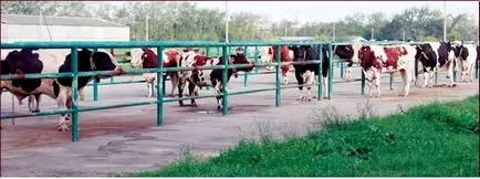Întreținerea și utilizarea reproducători, bovine