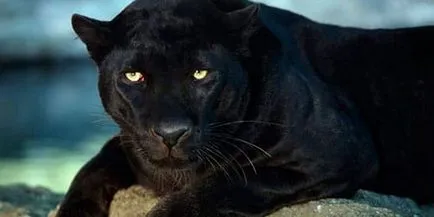 Álomértelmezés Panther Panther mi álmok alvás közben