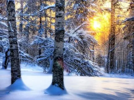 Állapota fák télen