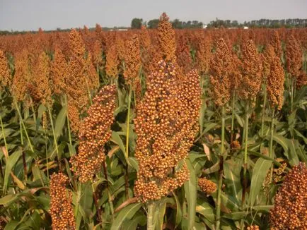 Sorghum (limba latină: