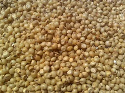 Sorghum (limba latină: