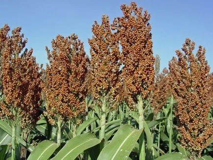 Sorghum (limba latină: