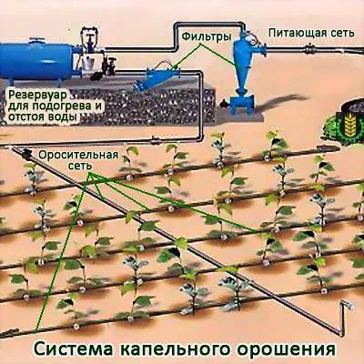 Метод за капково напояване - предимствата и недостатъците - моят живот