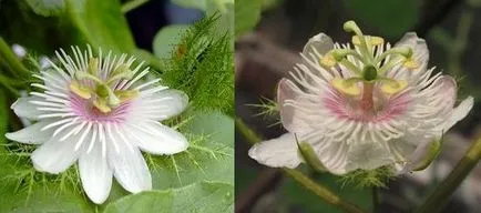 Passionflower, ingrijire floarea pasiunii, florală-blog