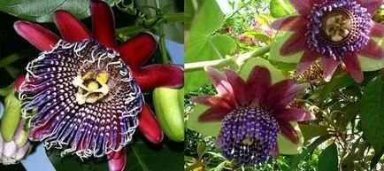Passionflower, ingrijire floarea pasiunii, florală-blog