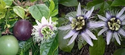 Passionflower, ingrijire floarea pasiunii, florală-blog