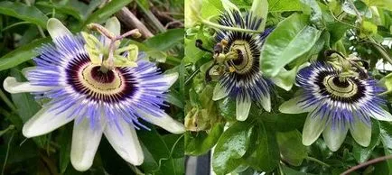 Passionflower, ingrijire floarea pasiunii, florală-blog