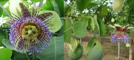 Passionflower, ingrijire floarea pasiunii, florală-blog