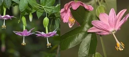 Passionflower, ingrijire floarea pasiunii, florală-blog