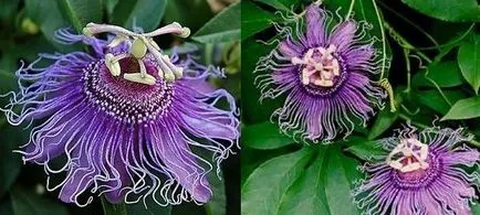 Passionflower, ingrijire floarea pasiunii, florală-blog