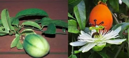 Passionflower, ingrijire floarea pasiunii, florală-blog