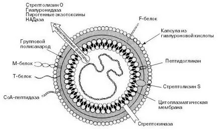 Streptococcusok (Streptococcus)