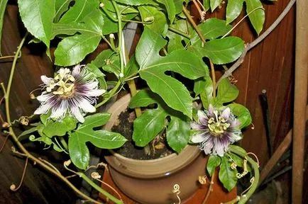 Passionflower, ingrijire floarea pasiunii, florală-blog