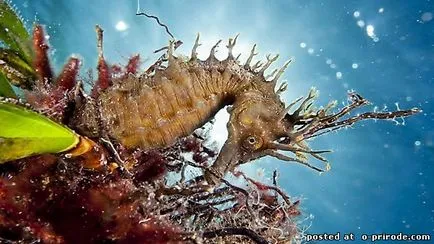 Acest Seahorse neobișnuit sau pești, cu un gât - 17 fotografii - poze - fotografii lumii naturale